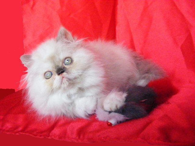 LOVELY KTS ROSSE