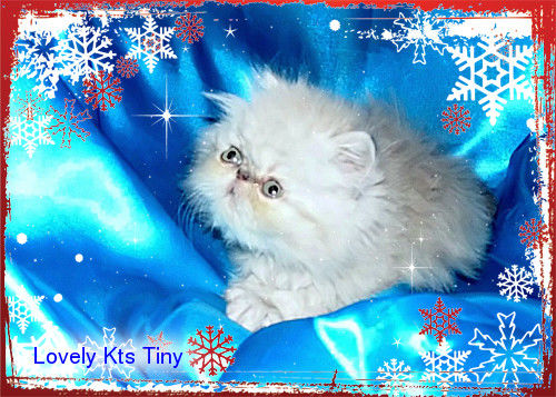 LOVELY KTS TINNY