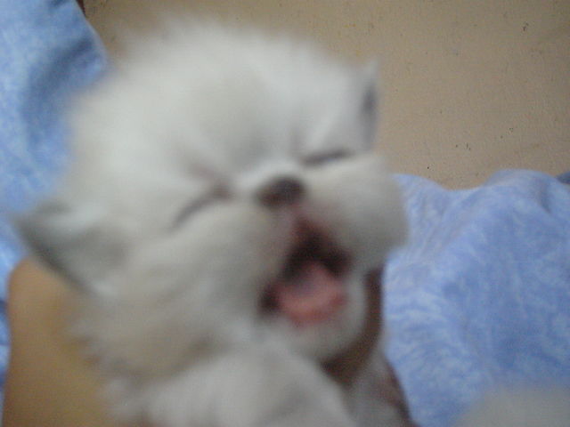 LOVELY KTS FREDY