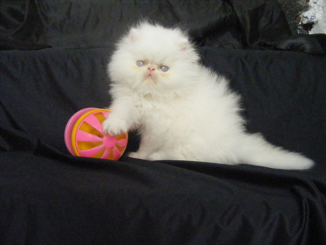PRINCE