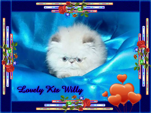 LOVELY KTS WILLY