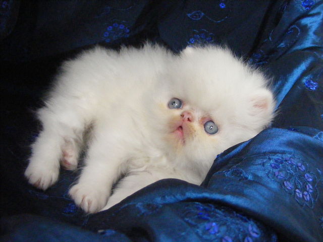 PRINCE
