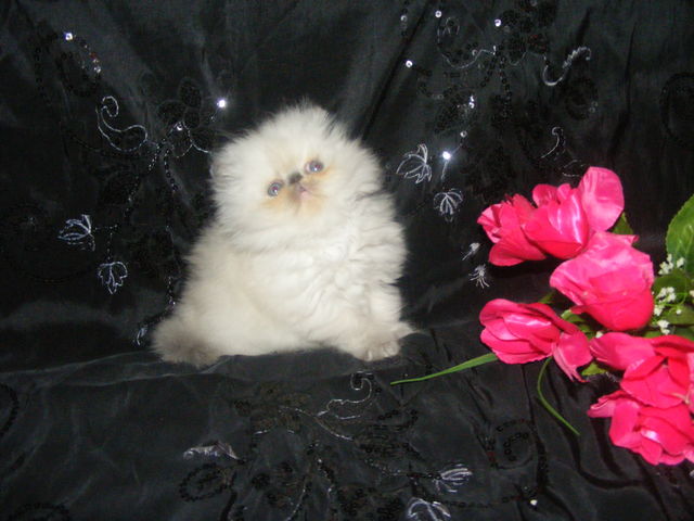 LOVELY KTS LAISHA