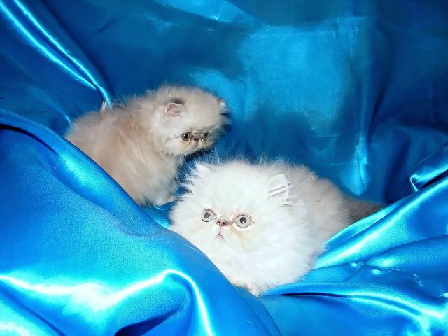 TINNY & WILLY