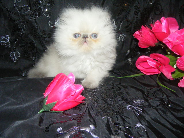 LOVELY KTS LAISHA